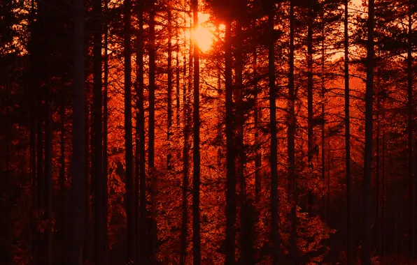 Forest, trees, sunset, silhouette