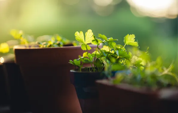 Plants, green, pots, the Zist