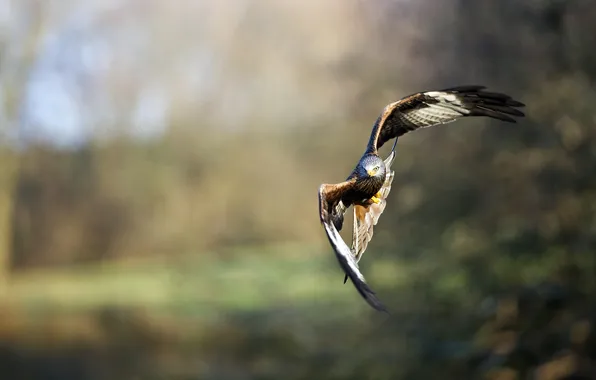 Picture WINGS, FLIGHT, BIRD, PREDATOR, HAWK