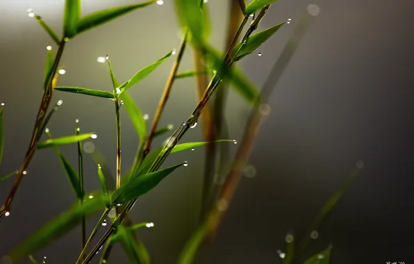 Grass, leaves, light, freshness, Rosa, minimalism, Bamboo