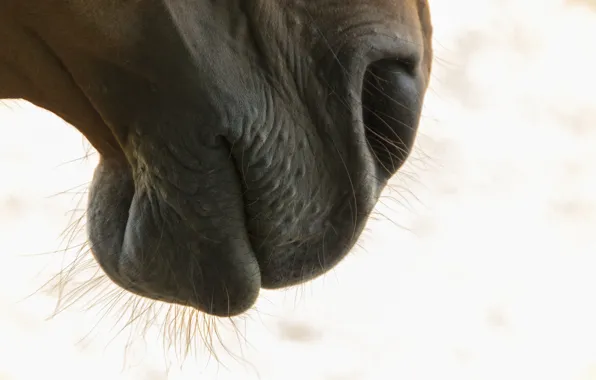 Face, background, horse, horse