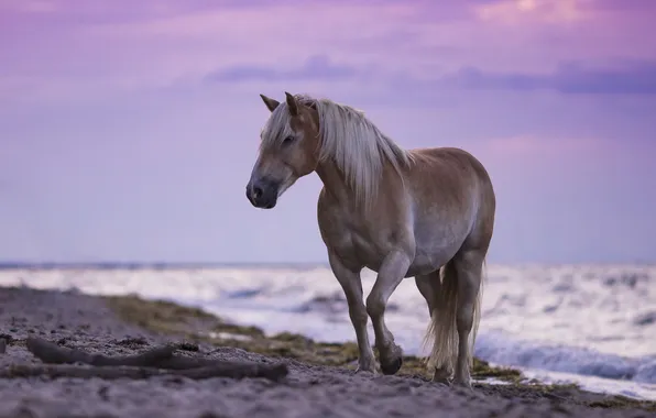 Sea, beach, the sky, horse, shore, horse, the evening, surf