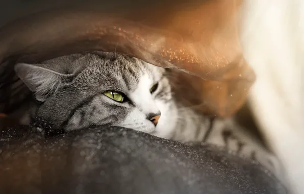 Cat, cat, look, pose, portrait, face, bokeh, tabby