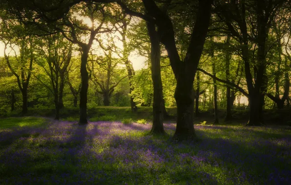 Picture forest, rays, spring