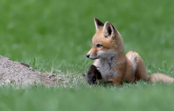 Picture grass, look, pose, glade, spring, baby, Fox, lies