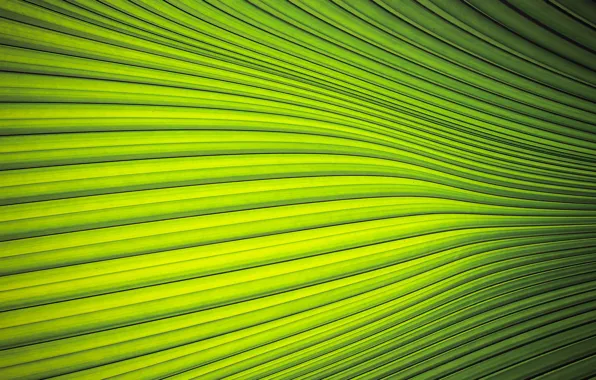 Leaves, macro, palm trees, the palm leaf