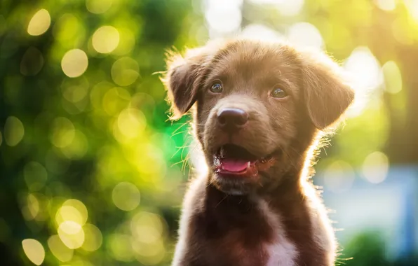 Picture nature, mammal, paw, nova, nova scotia duck tolling retriever