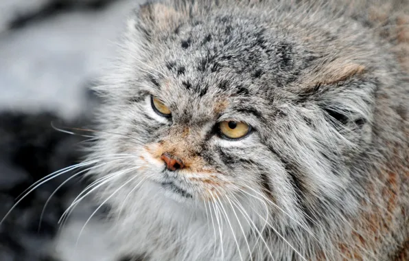 Picture cat, look, manul, harsh, fluffy