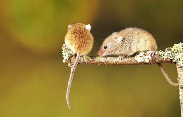 Sprig, two, mouse, mouse, a couple, mouse, mouse, vole