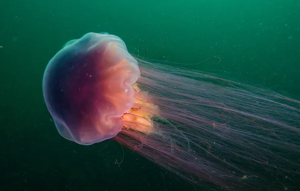 Ocean, nature, life, marine, lions, mane, jellyfish, marine life