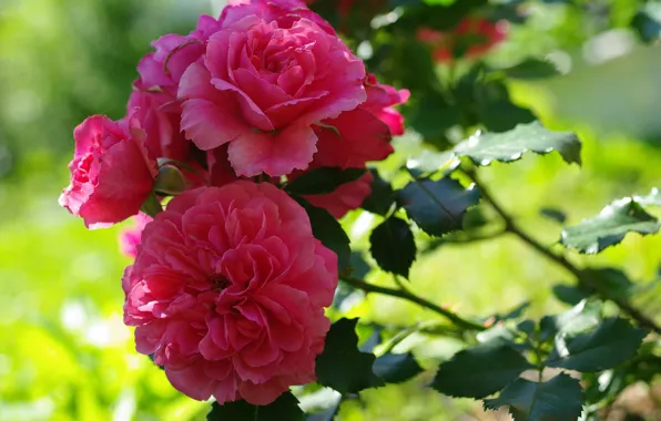 Flowers, Rose, Bush, Flowering