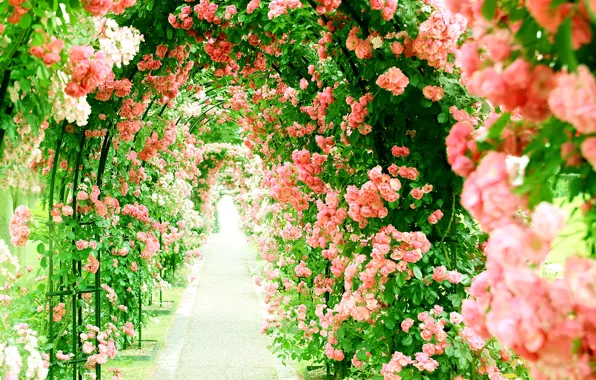 Picture summer, flowers, roses, alley
