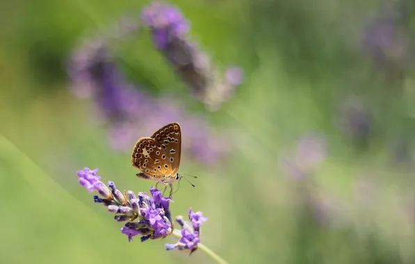 Picture flower, background, butterfly, lavender
