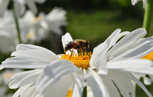Insects, bee, Flowers, Daisy