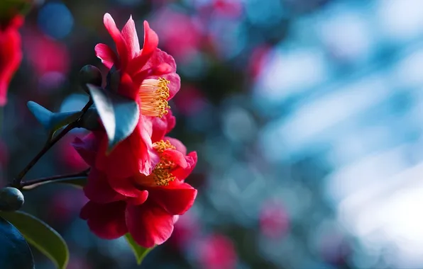 Picture flower, Macro, bokeh