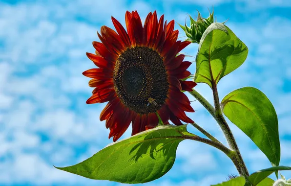 Picture flower, the sky, clouds, bee, sunflower, petals, insect