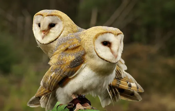 Animals, two, birds, barn owls