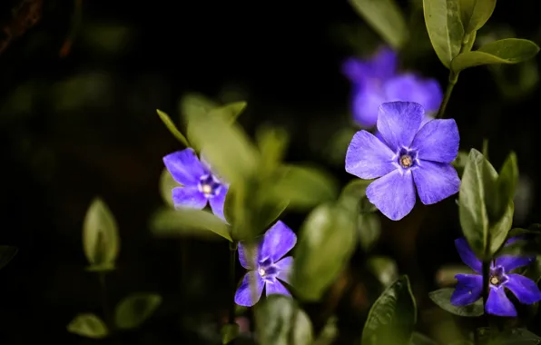 Purple, macro, periwinkle