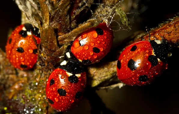 Drops, macro, insects, branches, Rosa, the dark background, plant, ladybug