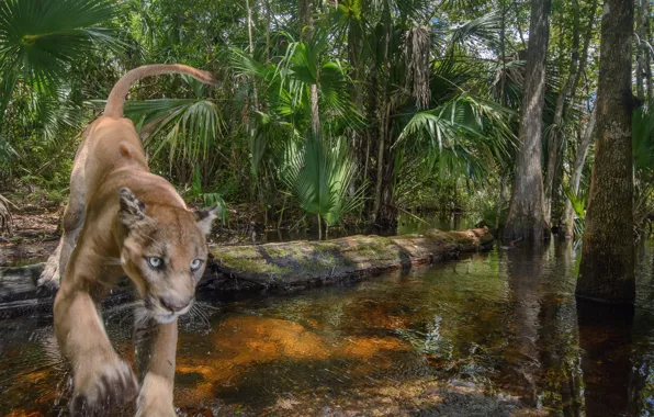 Picture Trees, Predator, Jungle, National reserve, Male, Big Cat, Florida Panther, National Wildlife Refuge