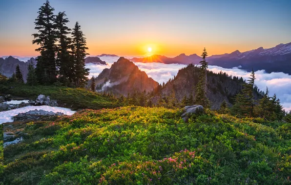 Greens, forest, the sky, the sun, rays, snow, flowers, mountains