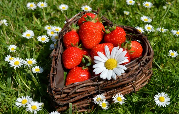 Greens, summer, flowers, red, berries, glade, heart, chamomile