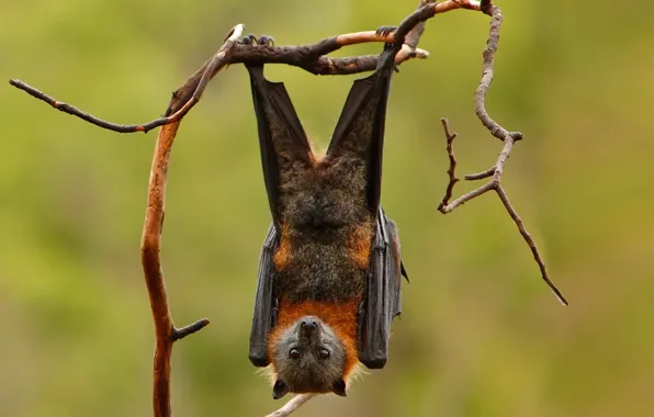Branches, background, wings, paws, mammal, the Siberian flying Fox, bats