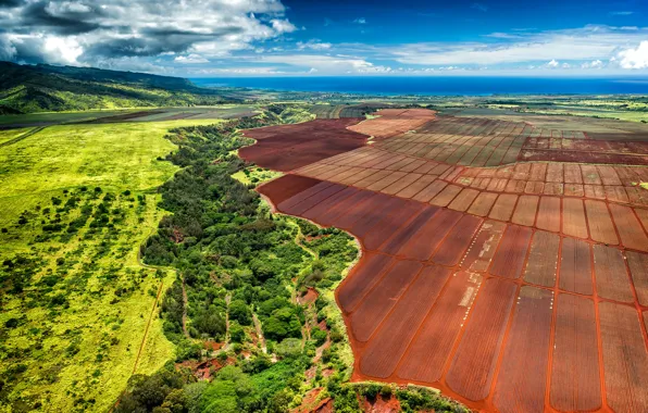 Picture field, the sky, clouds, trees