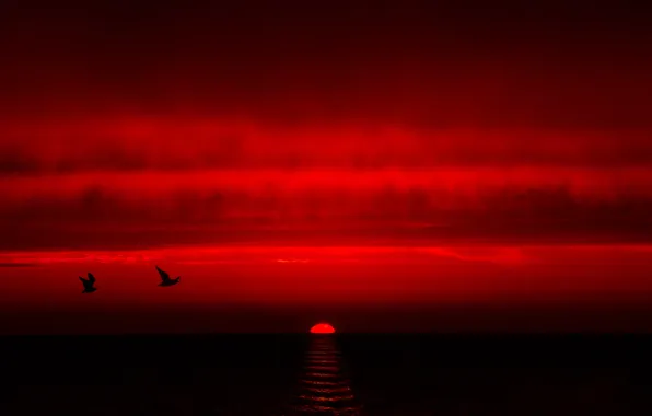 Sea, the sky, clouds, sunset, birds