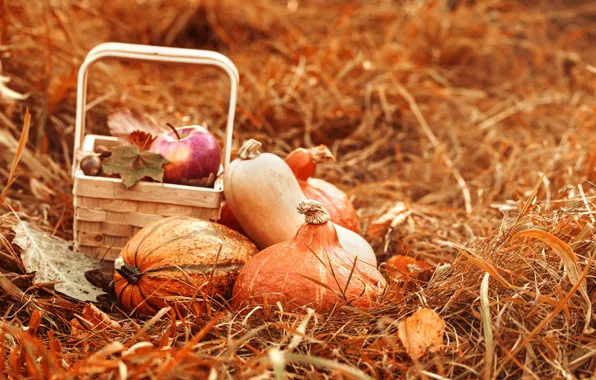 Picture autumn, basket, apples, hay, pumpkin, still life