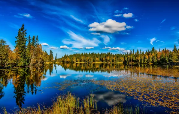 Autumn, forest, the sky, lake, reflection, Norway, Lønnsjøen