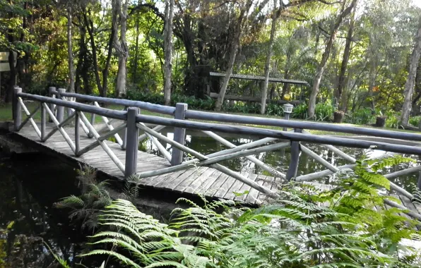 Verde, ponte, paisagem