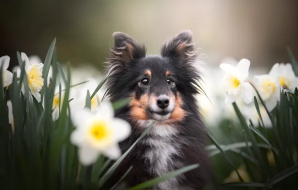 Look, flowers, dog, face, daffodils, Sheltie, Shetland Sheepdog