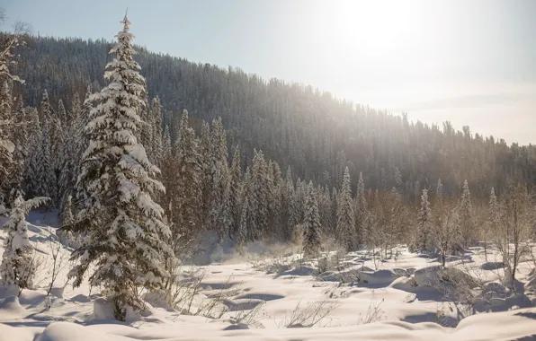 Picture winter, forest, snow, trees, ate, the snow, Russia, taiga