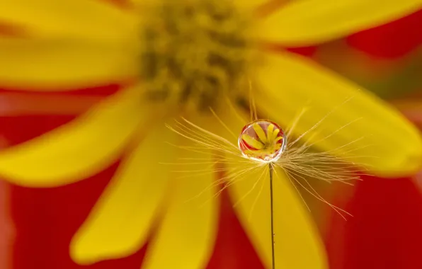 Picture flower, drop, flower, drop, Marketa Zvelebil