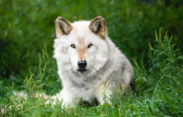Greens, white, grass, look, face, wolf, portrait, lies