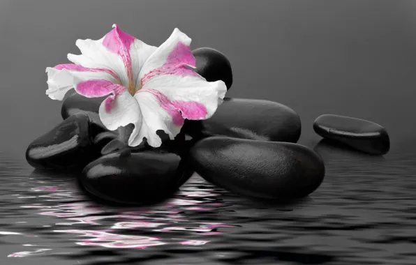 Water, flower, water, pebbles, stones, flower, Petunia, Petunia
