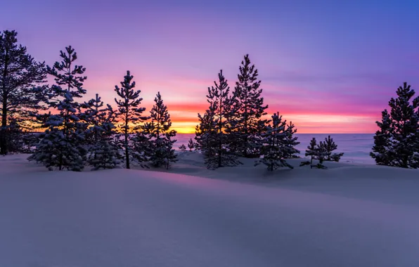 Picture winter, snow, sunset