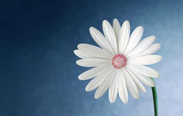 Background, petals, Daisy, inflorescence
