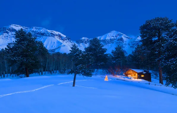 Trees, night, lights, holiday, Christmas, Colorado, USA, hut