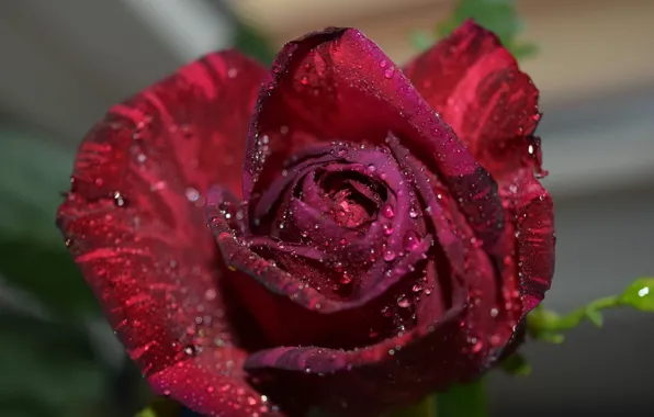 Wallpaper Burgundy, drops, roses