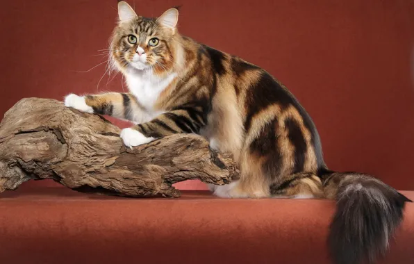 Picture cat, red, background