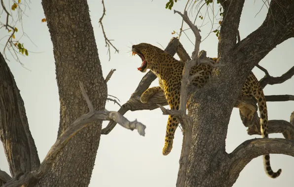Branches, tree, silhouette, mouth, leopard, fangs, lies, light background