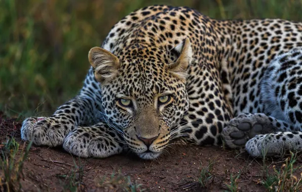 Picture portrait, leopard, lies