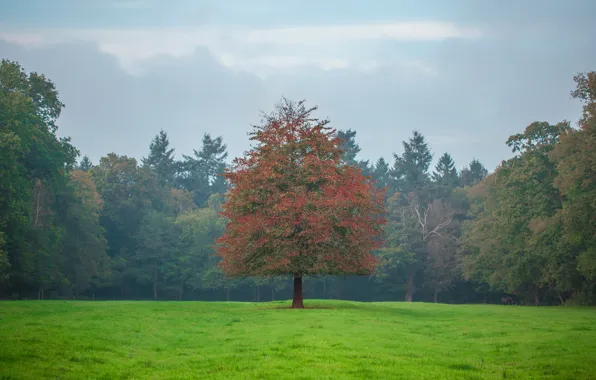 Field, forest, the sky, grass, trees
