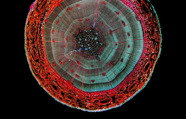 Nature, branch, the cut, pine, microscope
