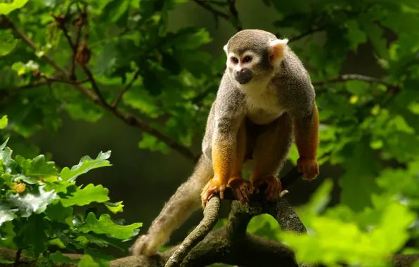 Look, nature, pose, tree, foliage, branch, monkey, oak