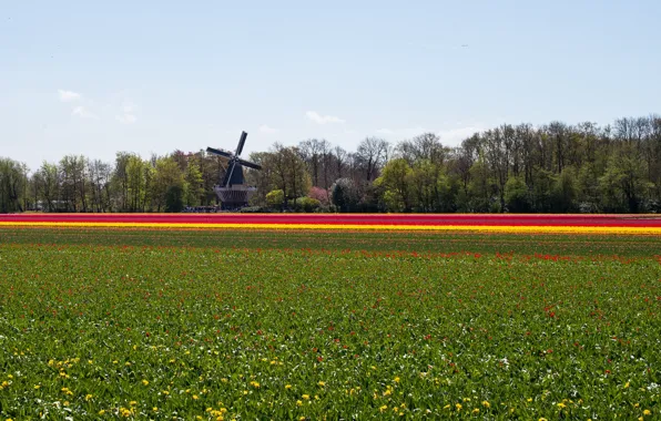 Picture field, flowers, nature, mill, Landscape