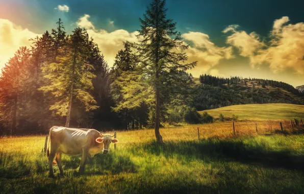 Picture field, the sky, clouds, trees, cow, treatment