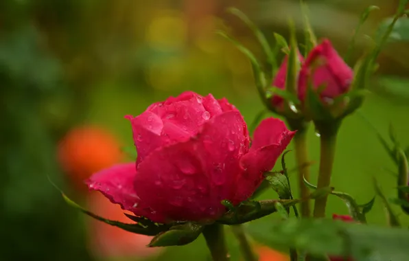 Picture Drops, Bud, Red rose, Drops, Red rose